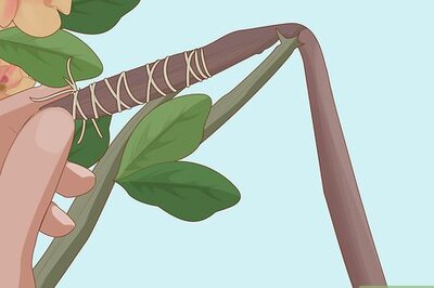 How to Grow and Care for Desert Rose Seeds