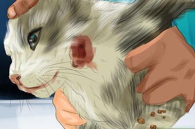 How to Diagnose Feline Skin Problems