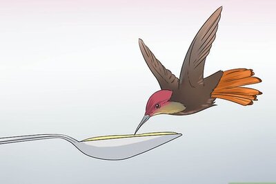 How to Make Hummingbird Food