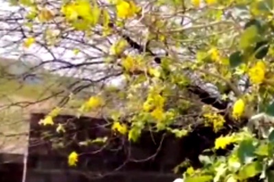 Discover The Healing Properties Of Adilabad's Rela Flowers