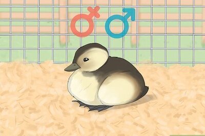 How to Tell the Sex of a Baby Duck