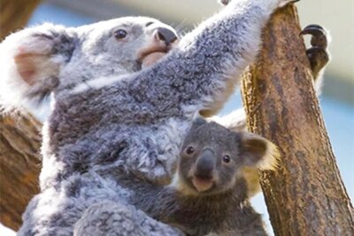 Hundreds of Rare Koalas Feared Dead in 'Out-of-control' Australia Bushfire