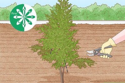 How to Tidy Up Leyland Cypress Shrubs & Hedges