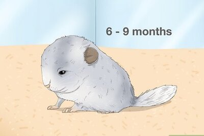 How to Potty Train a Chinchilla