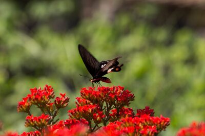 Uttarakhand to Host Third Edition of Annual Titli Utsav in Devalsari