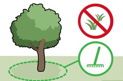 How to Harvest Cashews