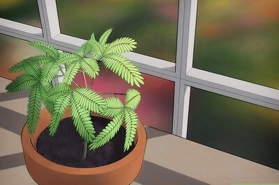 How to Grow a Sensitive Plant (Mimosa pudica)