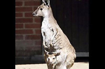 Beware, before you say oh-so-cute!