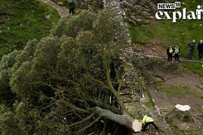 UK's Beloved Sycamore Gap Tree Cut Down: Why Was it So Famous & The Reason Why it was Chopped Down
