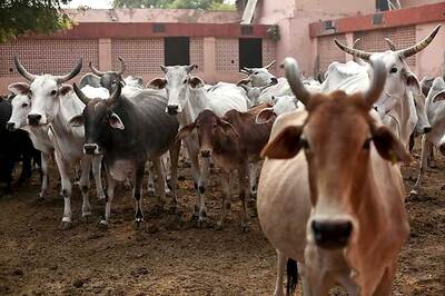 Cattle Trader Robbed, Shot Dead in Muzaffarnagar