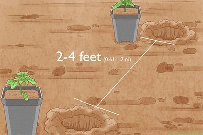 How to Stake Tomato Plants