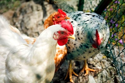 First Bird Flu Death Reported in Nepal