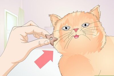 How to Stop a Cat from Licking Stuffed Animals and Blankets