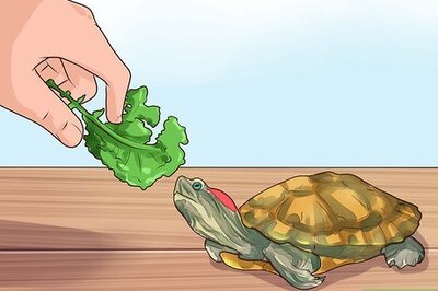 How to Know What to Feed a Turtle
