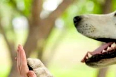 Know all About Emotional Support Animal and its Benefits