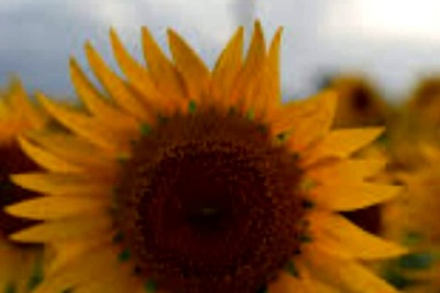 Visiting Tamil Nadu? Explore This Scenic Sunflower Garden In Tenkasi District