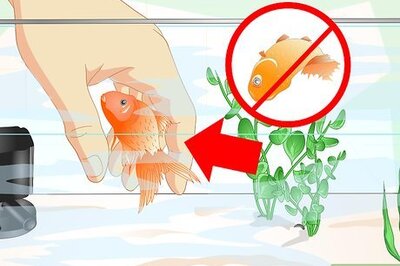 How to Revive a Goldfish