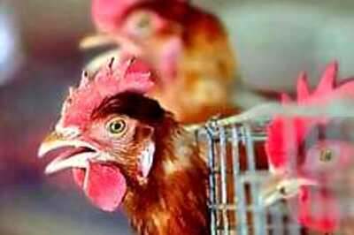 Trust to help countries against bird flu
