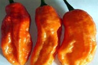 Essay: How not to eat the world's hottest chilli