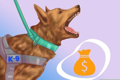How to Buy a Personal Protection Dog