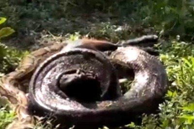 This Video Of A Huge Python Attacking A Goat Will Send Chills Down Your Spine