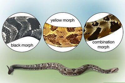 How to Identify a Timber Rattlesnake