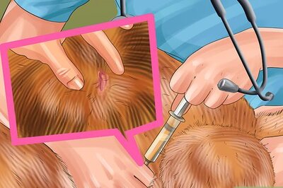 How to Treat Urinary Incontinence in Cats