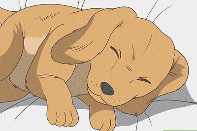 Canine Parvovirus: Symptoms, Treatment & More