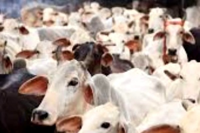 In This Andhra Pradesh Village, Goshala Housing 150 Cows Runs On Donation