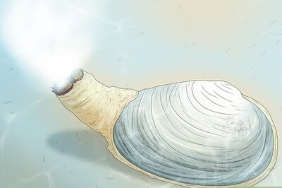 The Life of a Clam: Reproduction, Growth & Survival