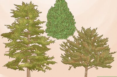 How to Grow Pine Trees