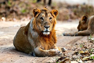 Lion Dies in Delhi Zoo After Prolonged Illness, Post-mortem to Ascertain Cause of Death