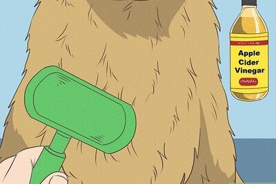 How to Properly Wash & Treat Your Dog with Apple Cider Vinegar