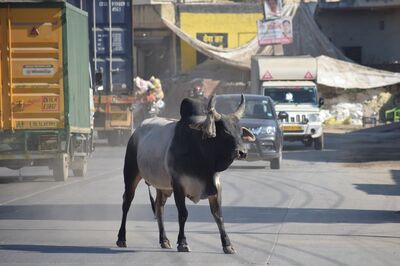 Delhi-NCR Accidents: Soon You May Spot This 'Innovative Gadget' on Cattle Horns | Know How It'll Prevent Fatal Mishaps