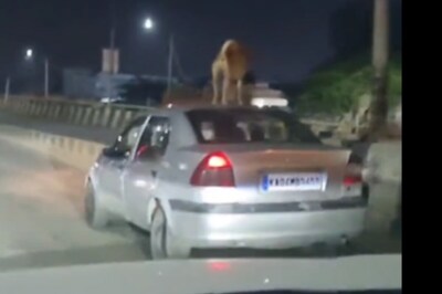 Viral Video Of Dog Sitting On Roof Of Moving Car Sparks ‘Animal Abuse’ Debate