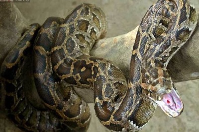 A porcupine meal proves deadly for python in South Africa