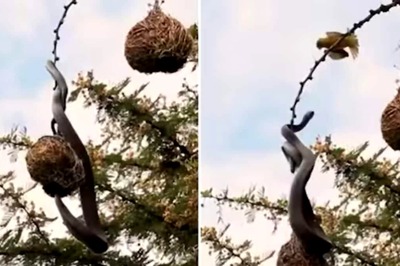 Snake Tries To Enter Bird's Nest To Steal Eggs; Watch What Happens Next