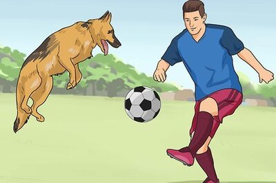 How to Keep Your Dog from Being Bored