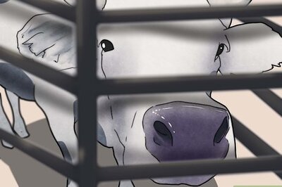 How to Perform Rectal Palpation in Cows and Heifers