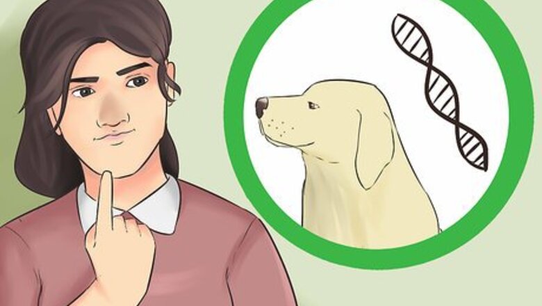How to Create a Sound Reputation As a Dog Breeder