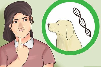 How to Create a Sound Reputation As a Dog Breeder