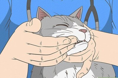 How to Clean a Cat's Teeth
