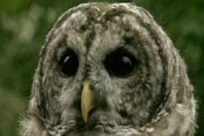 Rumour sparks owl hunt in N India