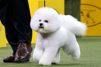 Exercise Equipment, Splash Pool, Loo Cafe: Welcome to India's First Exclusive Dog Park in Hyderabad