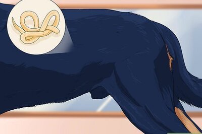 How to Stop a Dog from Eating Too Fast