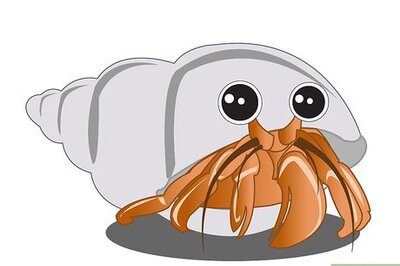 How to Draw a Hermit Crab