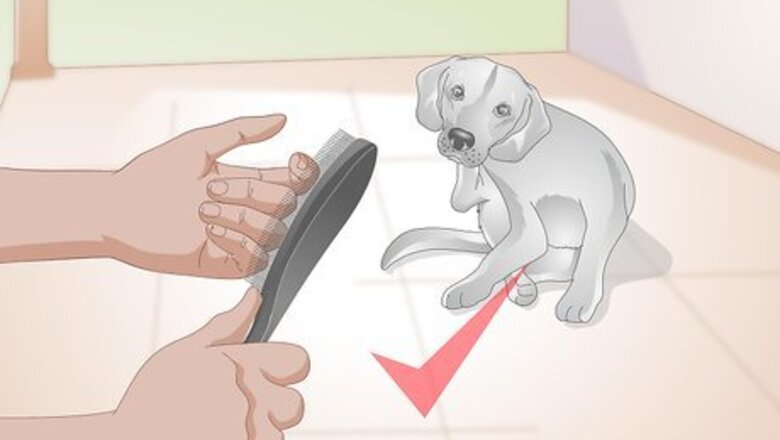 How to Choose Grooming Tools for an Aging Dog