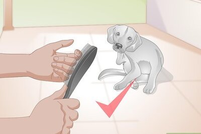 How to Choose Grooming Tools for an Aging Dog