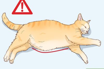 How to Diagnose the Cause of a Swollen Abdomen in Cats