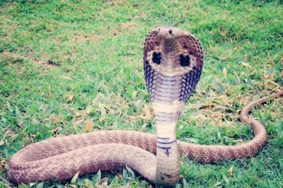 How To Distinguish Venomous Snakes From Non-Venomous Ones